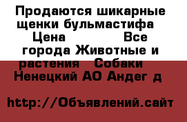 Продаются шикарные щенки бульмастифа › Цена ­ 45 000 - Все города Животные и растения » Собаки   . Ненецкий АО,Андег д.